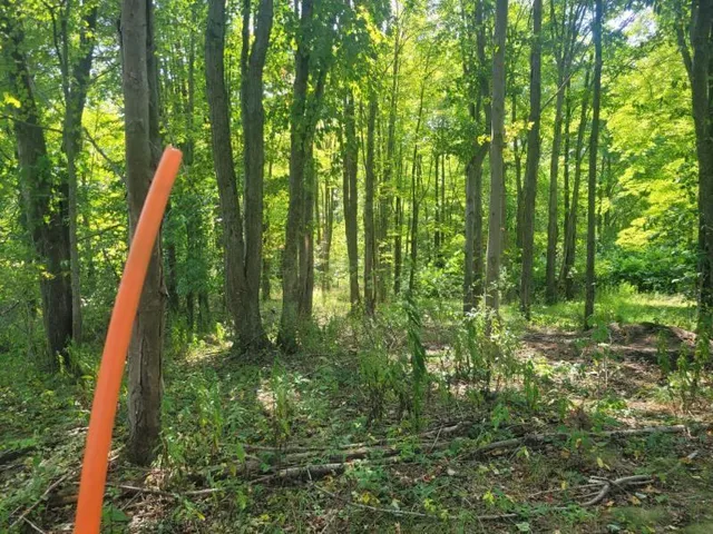 a yard with lots of green space and trees