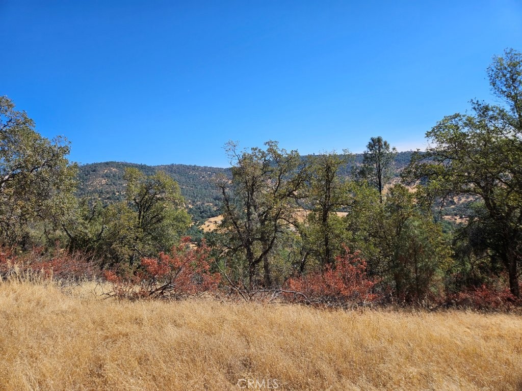 5640 Blue Oak Ridge Mariposa, CA 95338 - Photo 11 of 18 a view of a yard with a tree