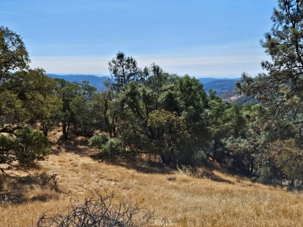 5640 Blue Oak Ridge Mariposa, CA 95338 - Photo 14 of 18 a view of a yard with a tree