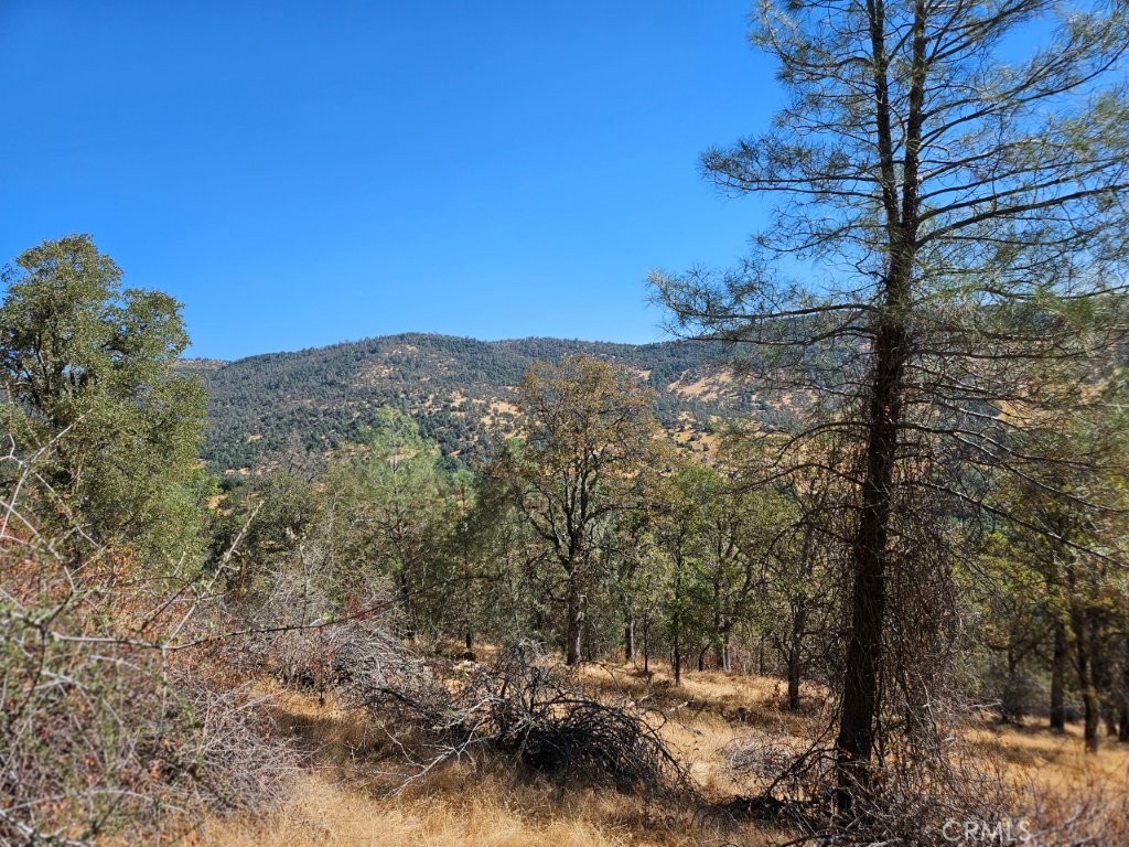 5640 Blue Oak Ridge Mariposa, CA 95338 - Photo 5 of 18 a view of a field with a tree in the background