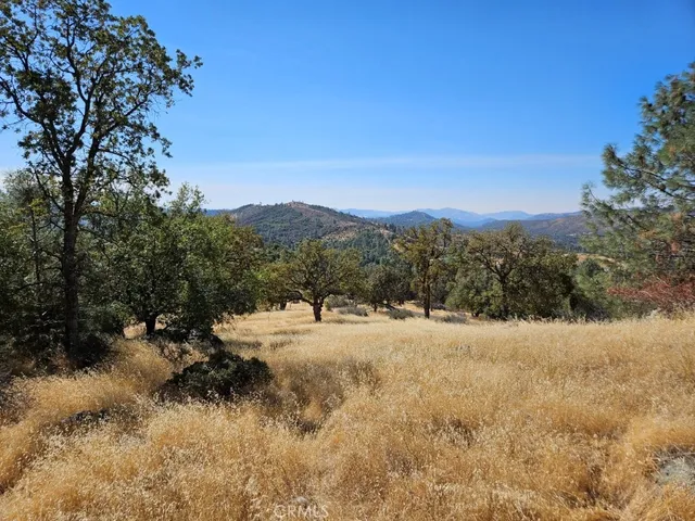 a view of a forest with a tree in the background