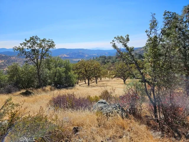 a view of a yard with a tree
