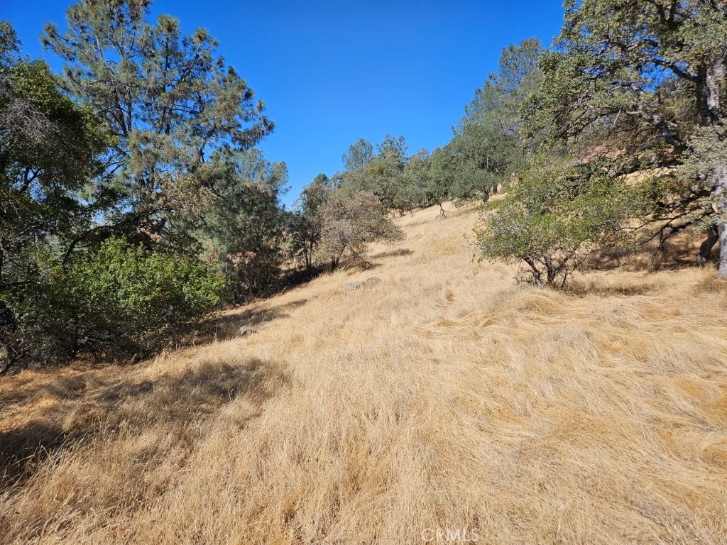 5640 Blue Oak Ridge Mariposa, CA 95338 - Photo 10 of 18 a view of a dry yard with trees