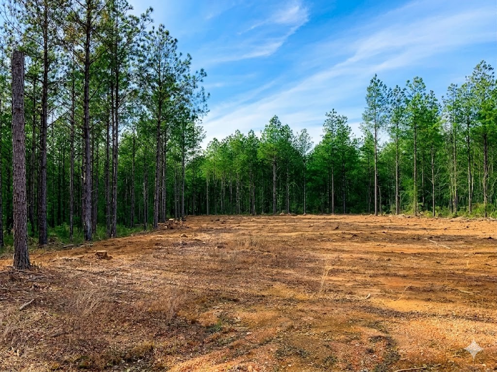 0 Doe Road Saltillo, TN 38370 - Photo 12 of 30 a outdoor view of trees with green space