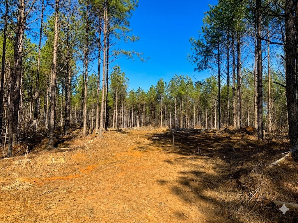 0 Doe Road Saltillo, TN 38370 - Photo 20 of 30 a view of a yard with trees