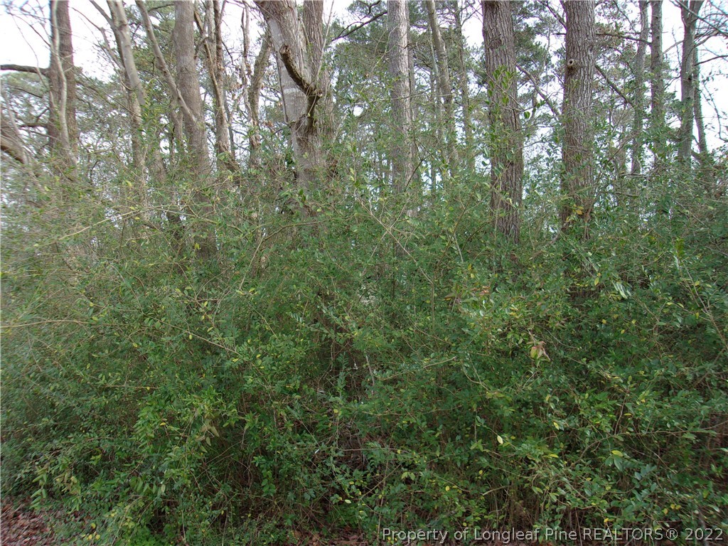 170 Wade-Stedman Road Stedman, NC 28391 - Photo 12 of 12 a view of a yard with a tree