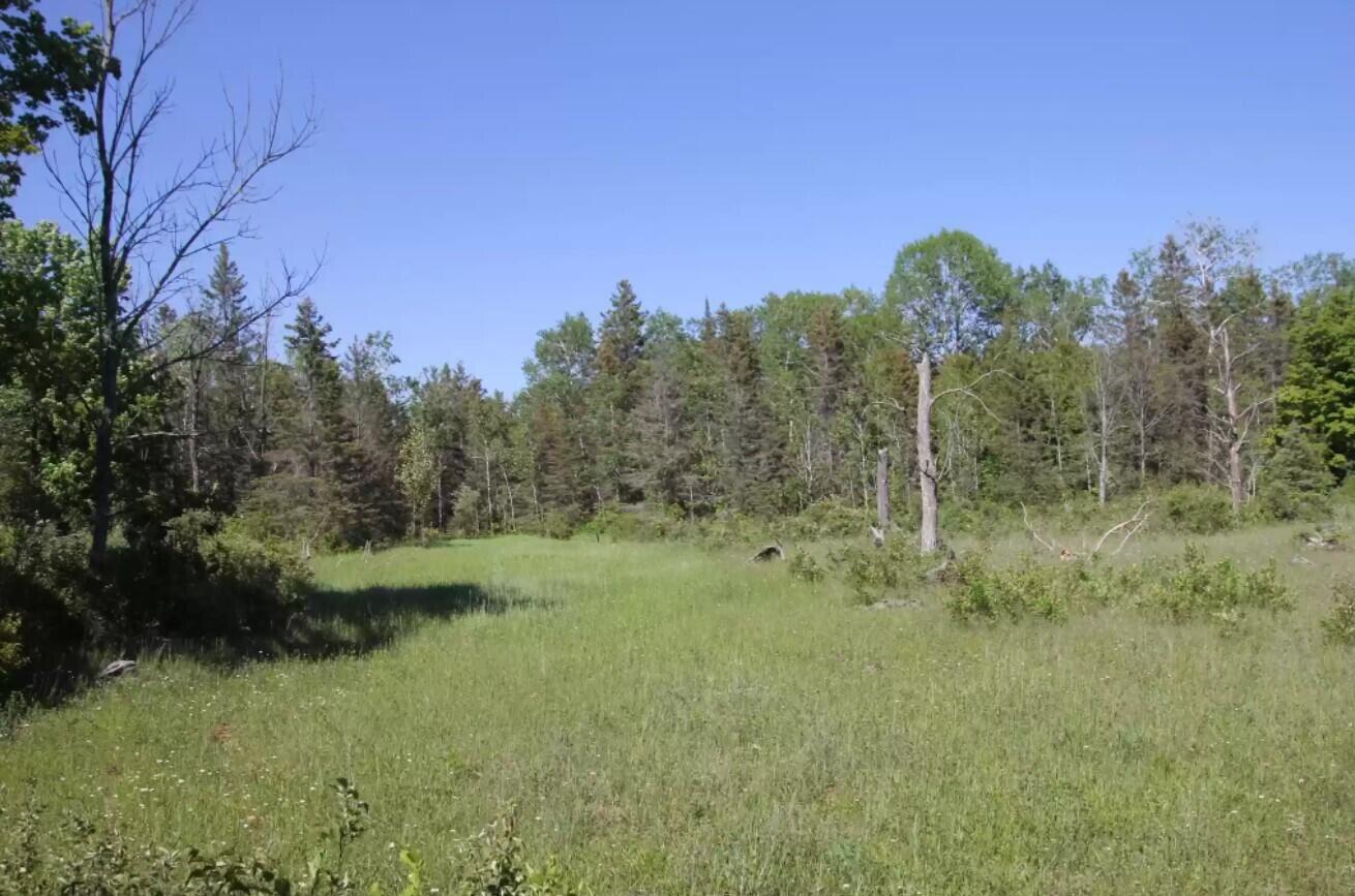 Creek Road Posen, MI 49776 - Photo 5 of 6 Gallery Image 5