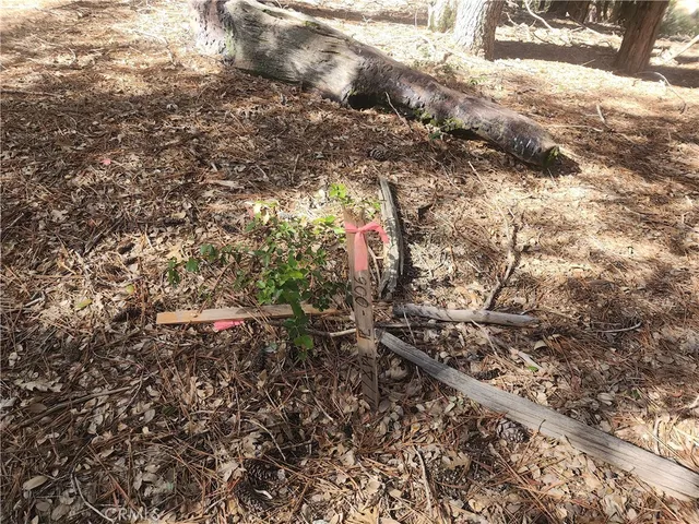 a view of a forest with trees