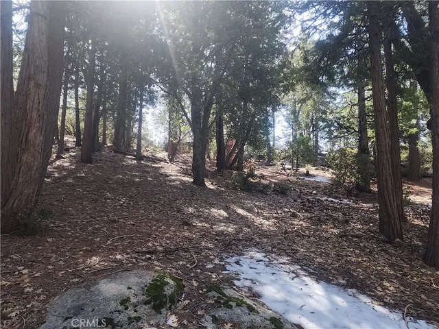 a view of a forest filled with trees