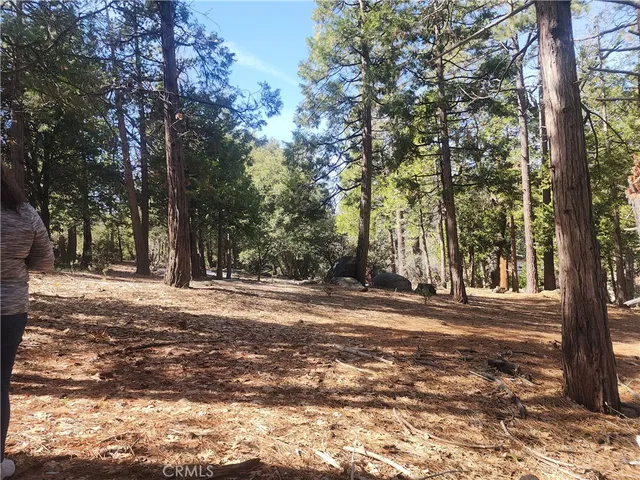 a view of a forest with a tree