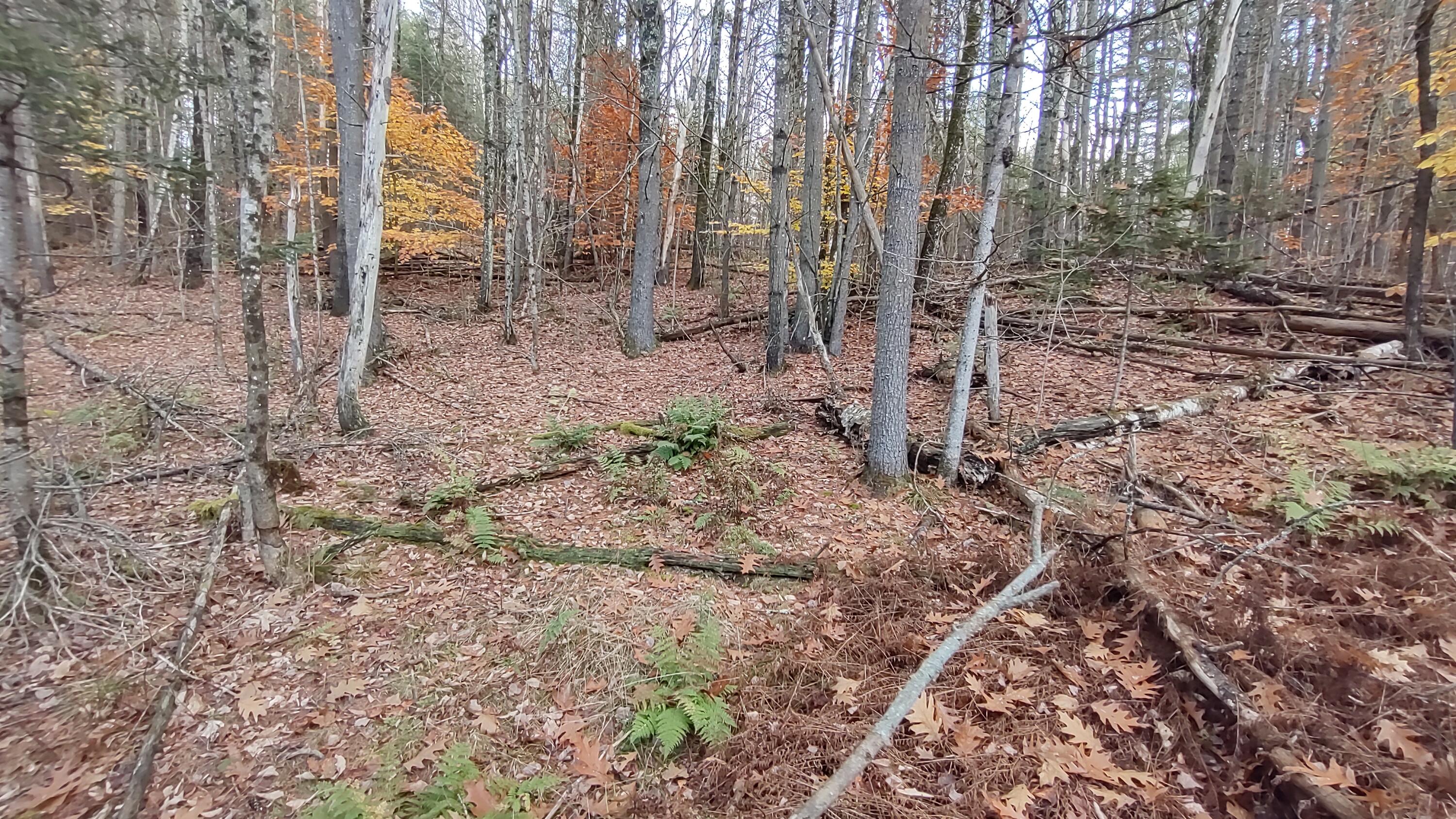 Lot 19 Brewer Lake Road Orrington, ME 04474 - Photo 6 of 20 IMG_20221025_165504010