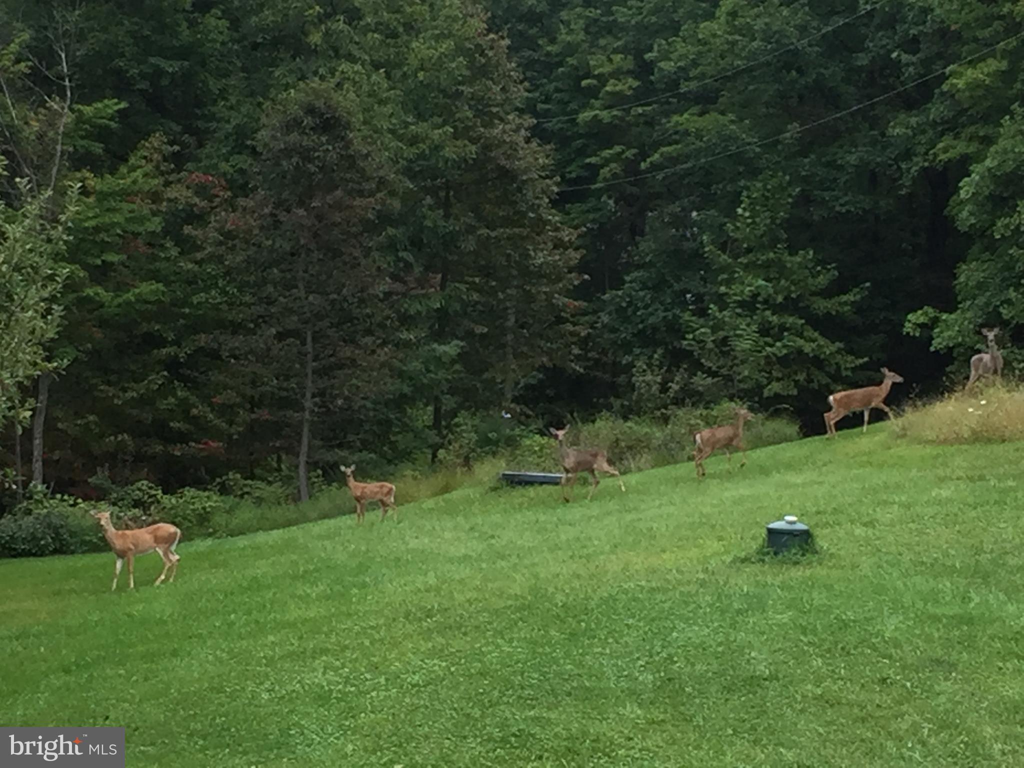 3 Brandy Road Front Royal, VA 22630 - Photo 56 of 59 Deer in side yard
