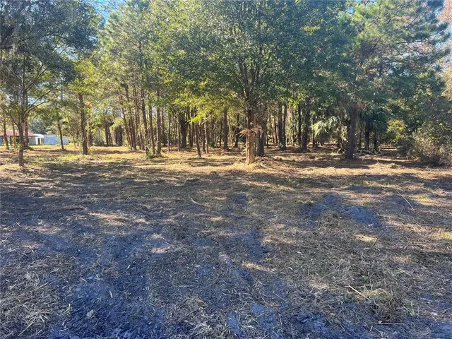a view of a tree in the middle of a yard