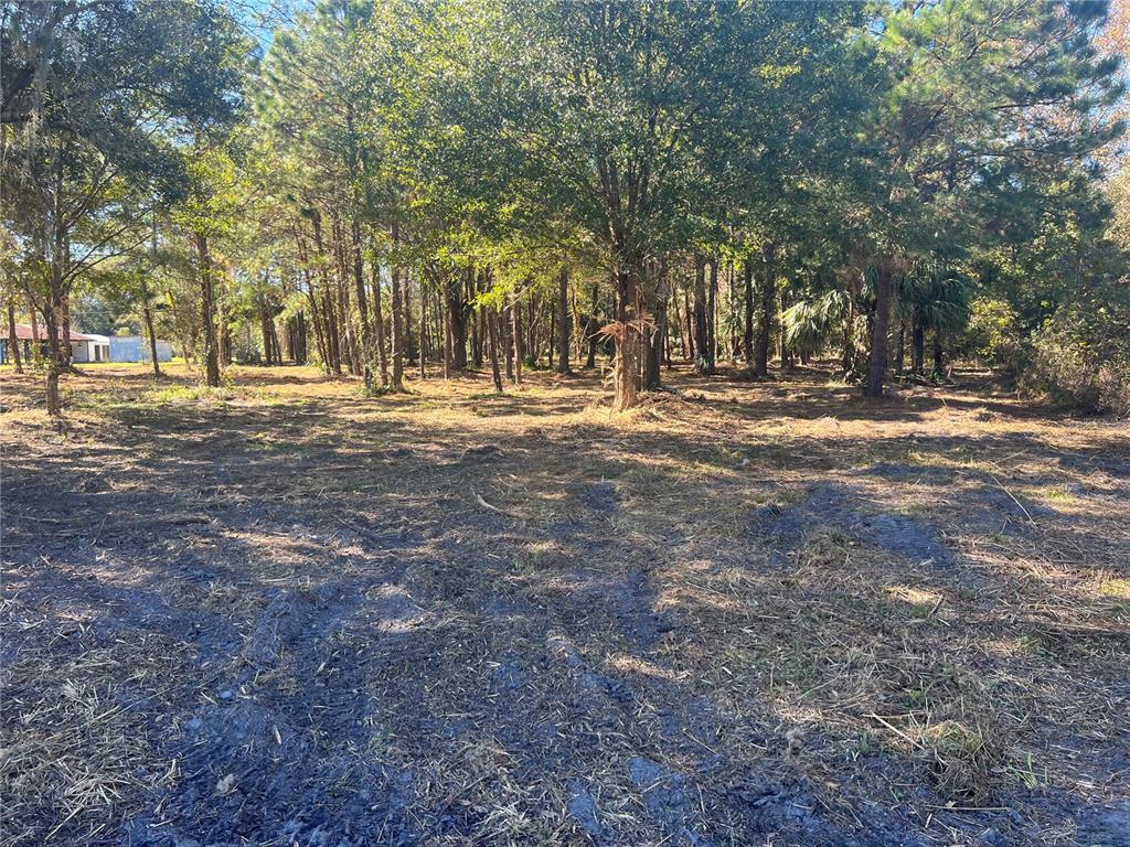 17802 Us-301 Waldo, FL 32694 - Photo 11 of 17 a view of a tree in the middle of a yard