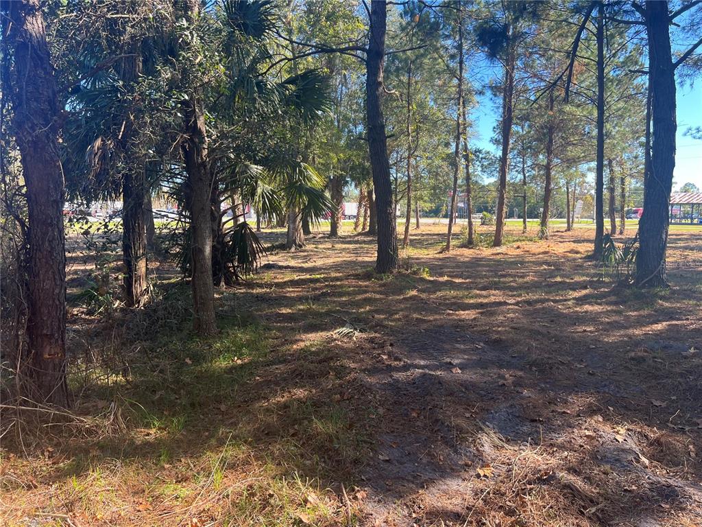 17802 Us-301 Waldo, FL 32694 - Photo 12 of 17 a big yard with trees