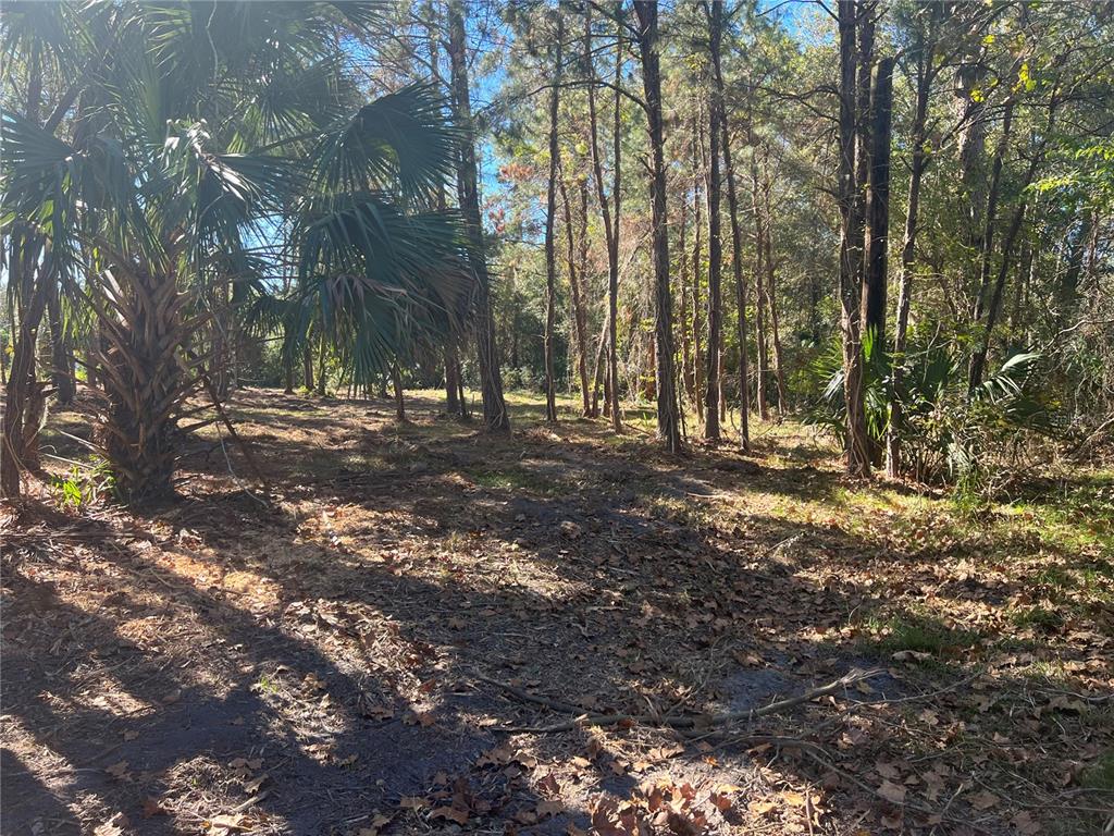 17802 Us-301 Waldo, FL 32694 - Photo 13 of 17 a view of a yard with trees