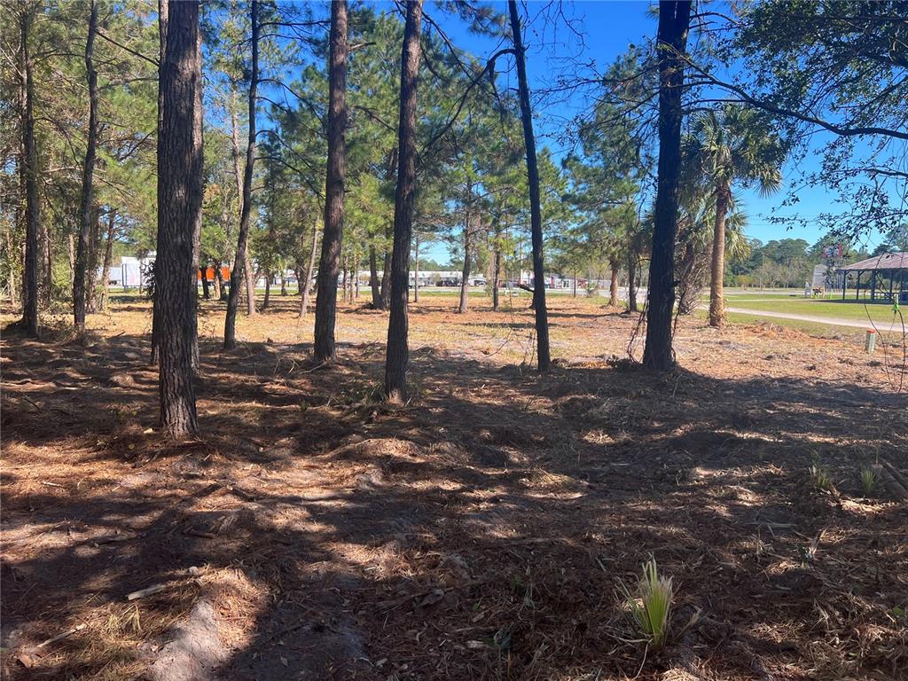 17802 Us-301 Waldo, FL 32694 - Photo 15 of 17 a view of a tree in the middle of a yard