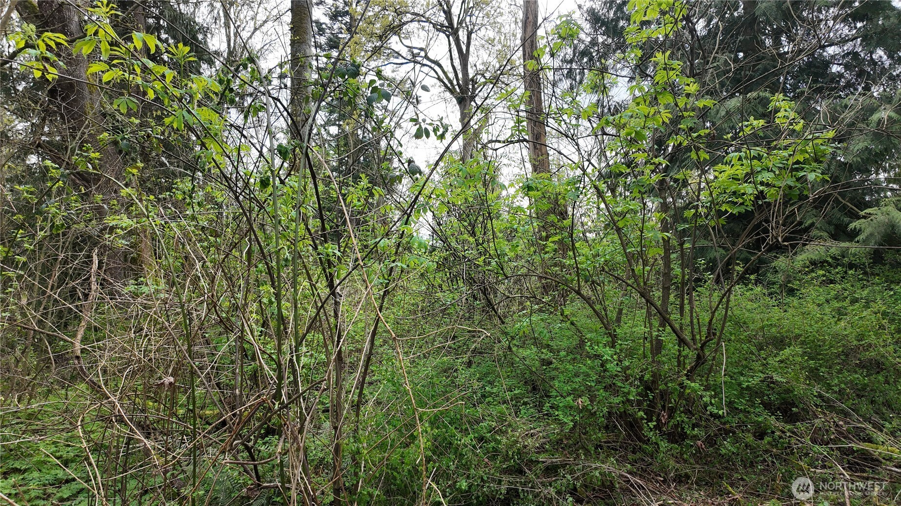 17584 Allen Road Bow, WA 98232 - Photo 14 of 20 a view of a yard with a tree