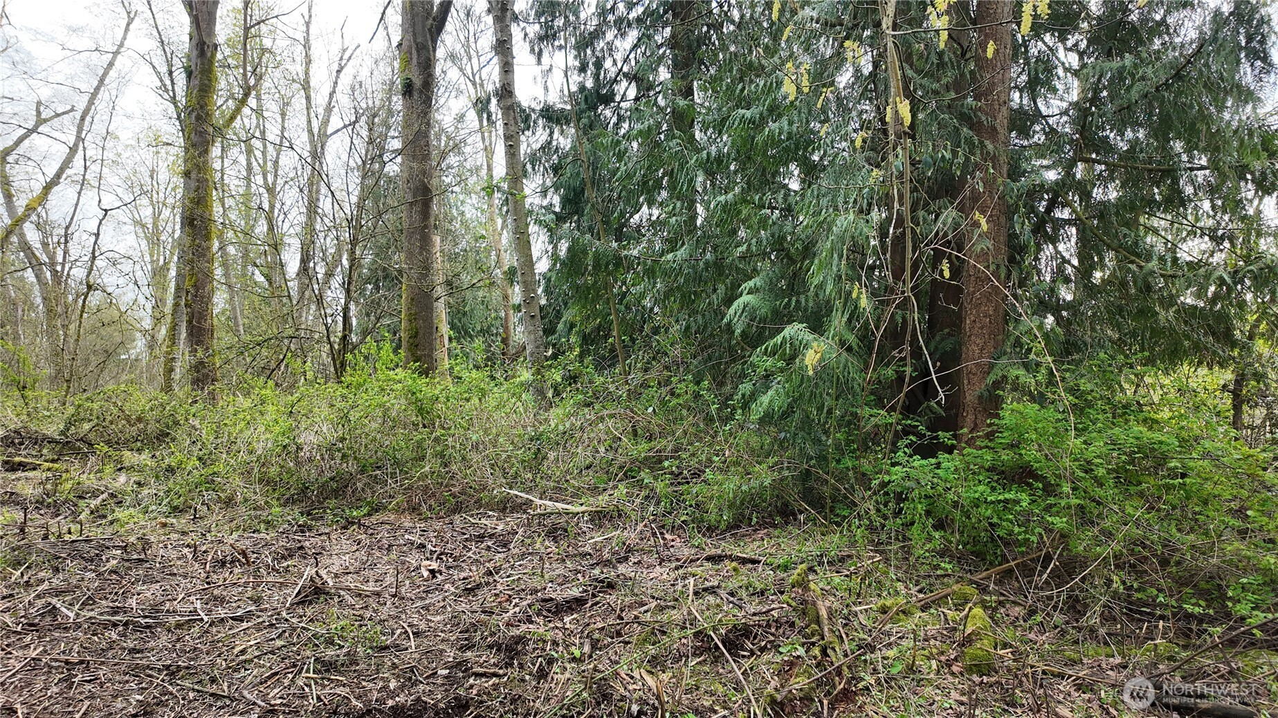 17584 Allen Road Bow, WA 98232 - Photo 15 of 20 a view of a forest with trees in the background
