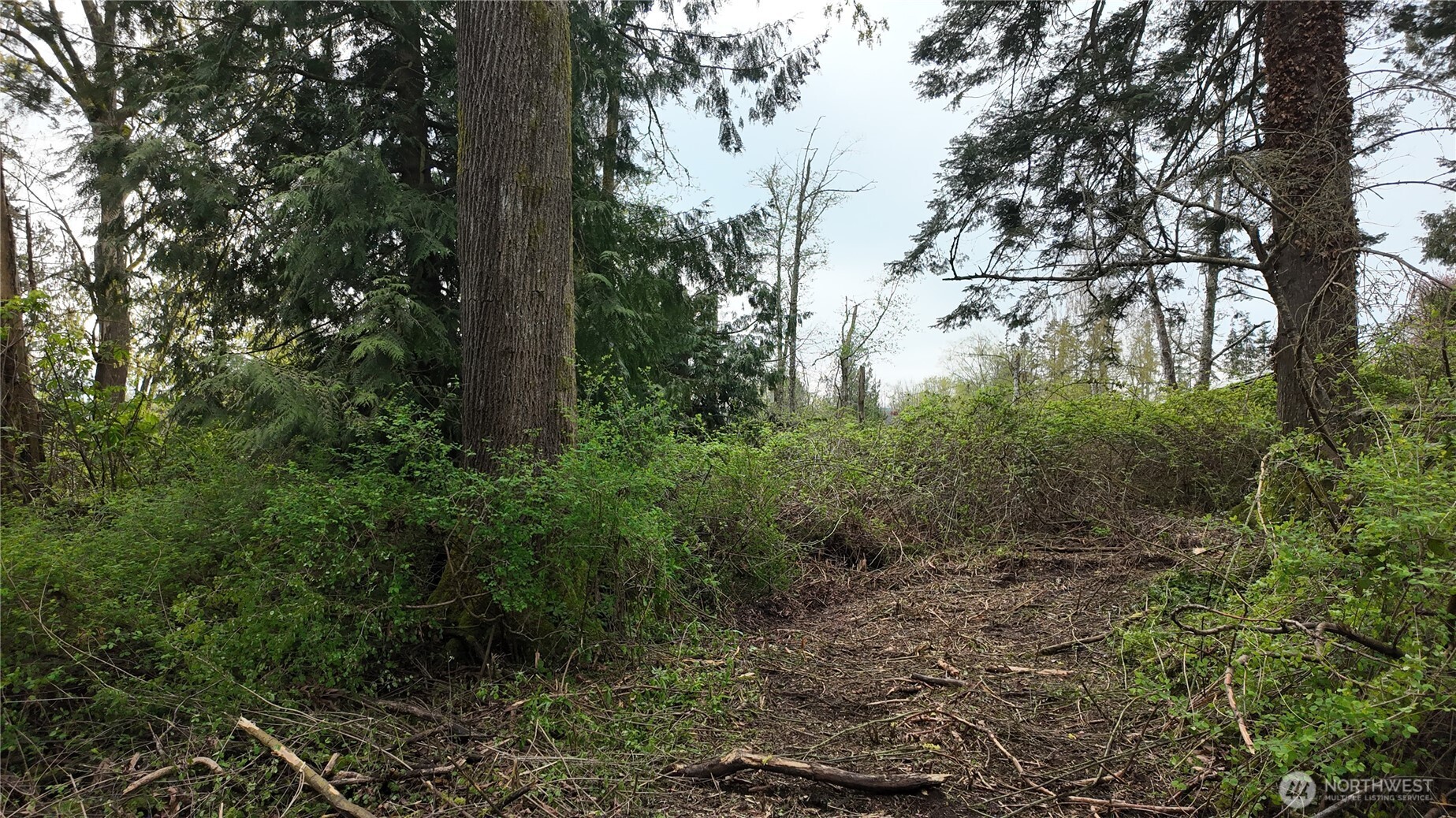 17584 Allen Road Bow, WA 98232 - Photo 16 of 20 a view of a forest filled with lots of trees