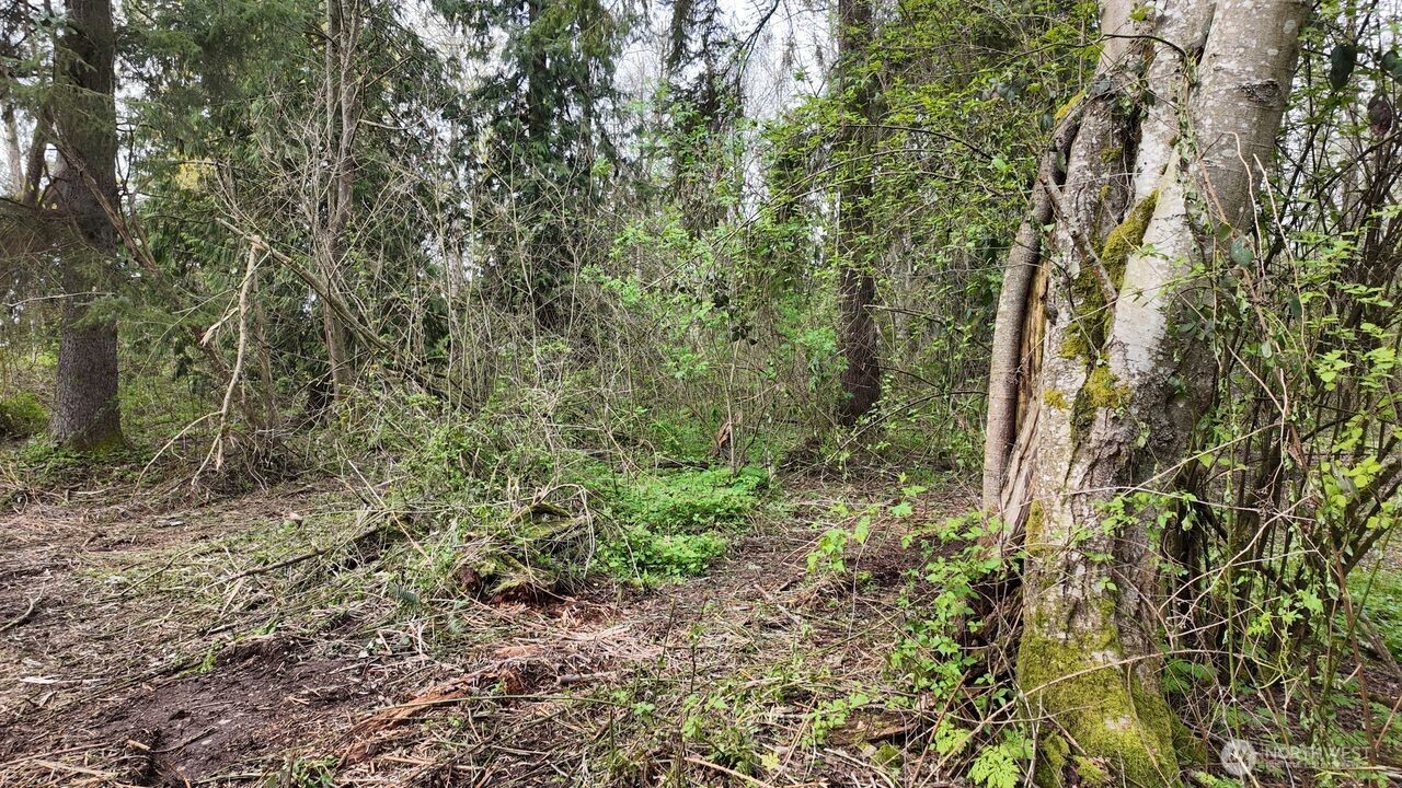 17584 Allen Road Bow, WA 98232 - Photo 18 of 20 a view of a forest with lots of trees
