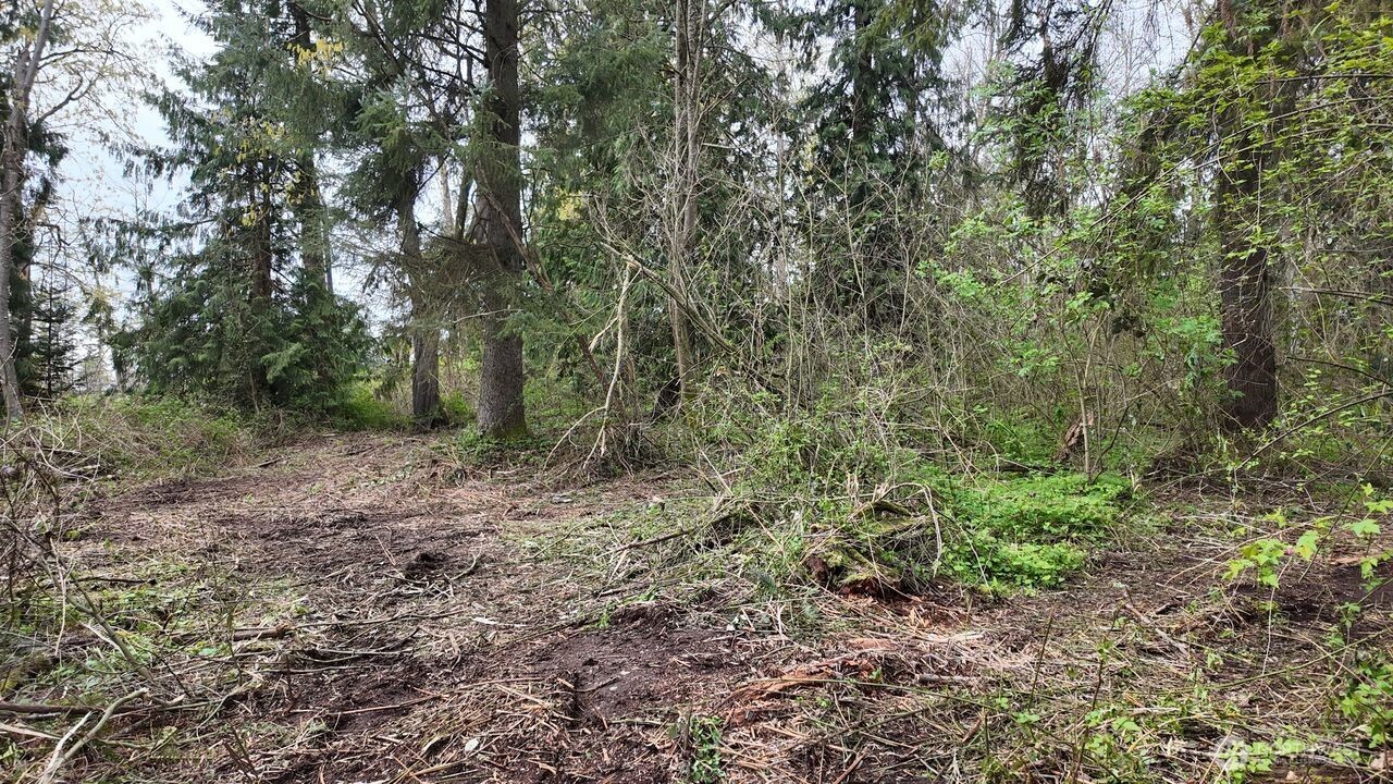 17584 Allen Road Bow, WA 98232 - Photo 19 of 20 a view of a forest with trees in the background