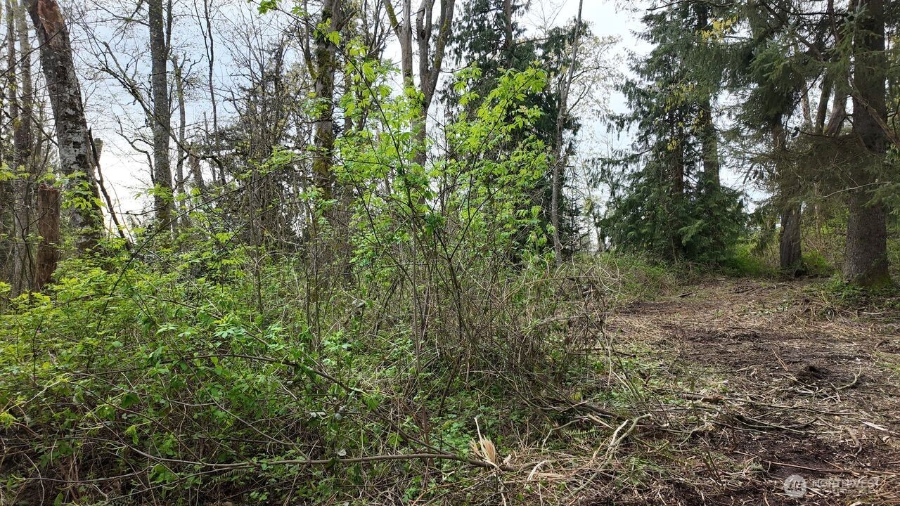 17584 Allen Road Bow, WA 98232 - Photo 20 of 20 a view of a forest with lots of trees