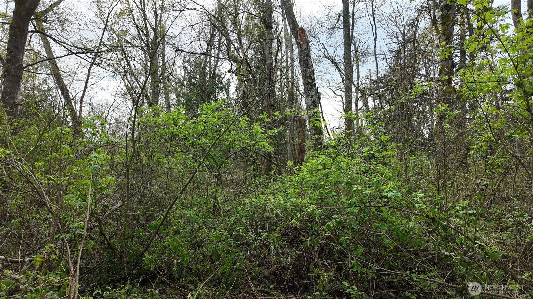 17584 Allen Road Bow, WA 98232 - Photo 7 of 20 a view of a forest with lots of trees