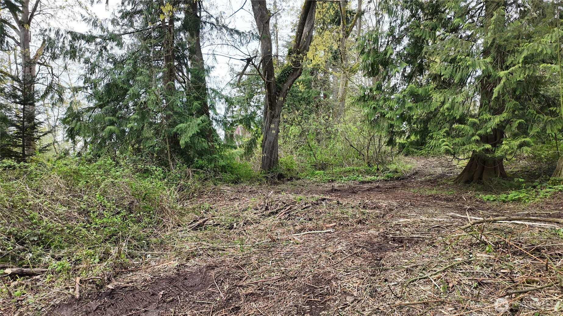 17584 Allen Road Bow, WA 98232 - Photo 9 of 20 a view of a forest with trees in the background