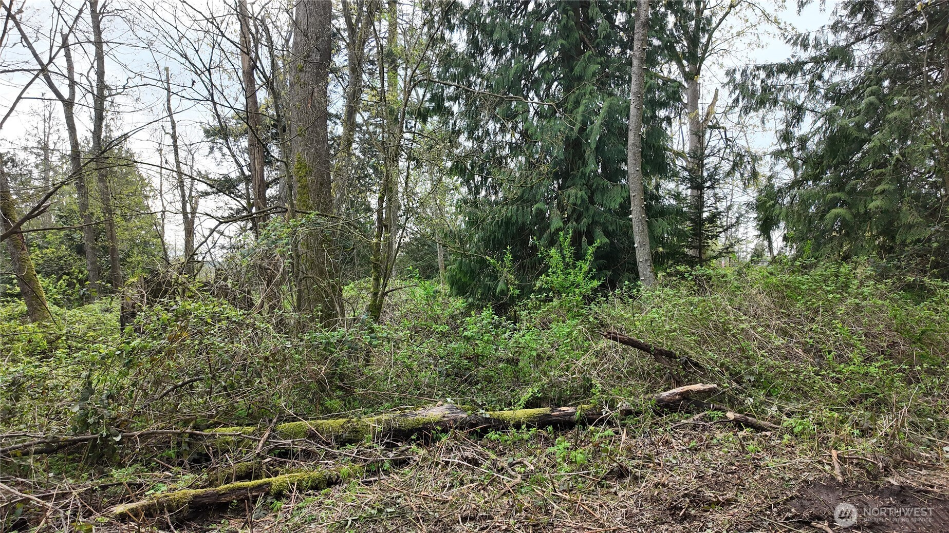 17584 Allen Road Bow, WA 98232 - Photo 10 of 20 a view of a forest with trees in front of it