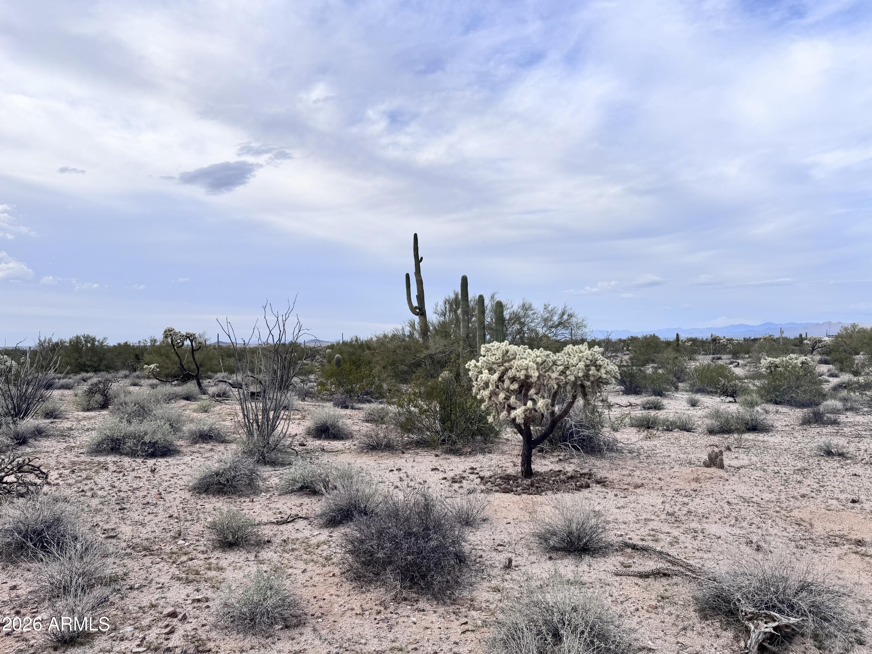 14438 North Reed Road Florence, AZ 85132 - Photo 21 of 28 a view of a dry yard with large trees