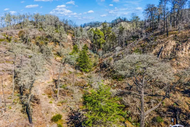 a view of a water plant in a yard