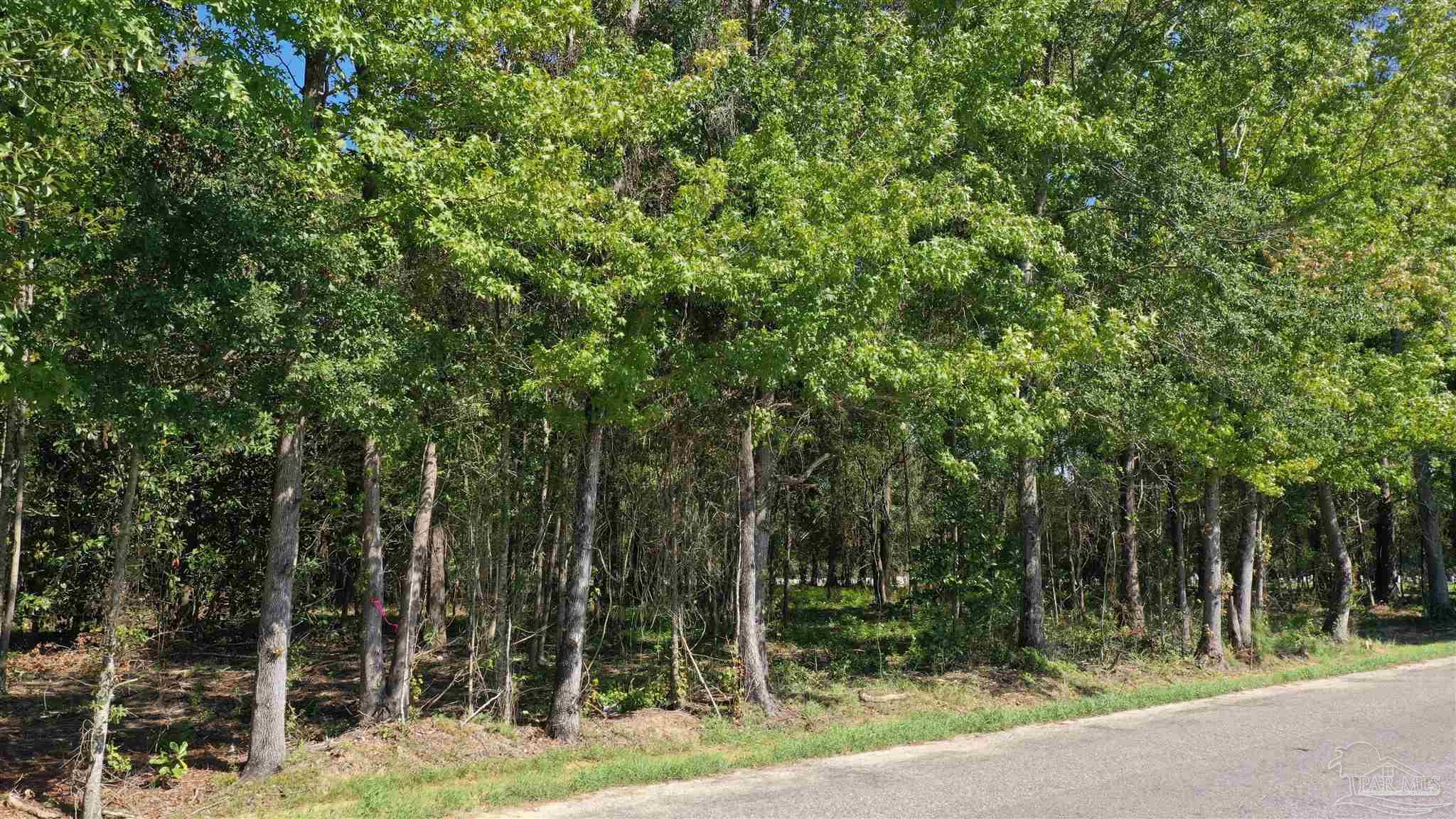 6 Harris Street Atmore, AL 36502 - Photo 2 of 16 a view of a forest filled with trees