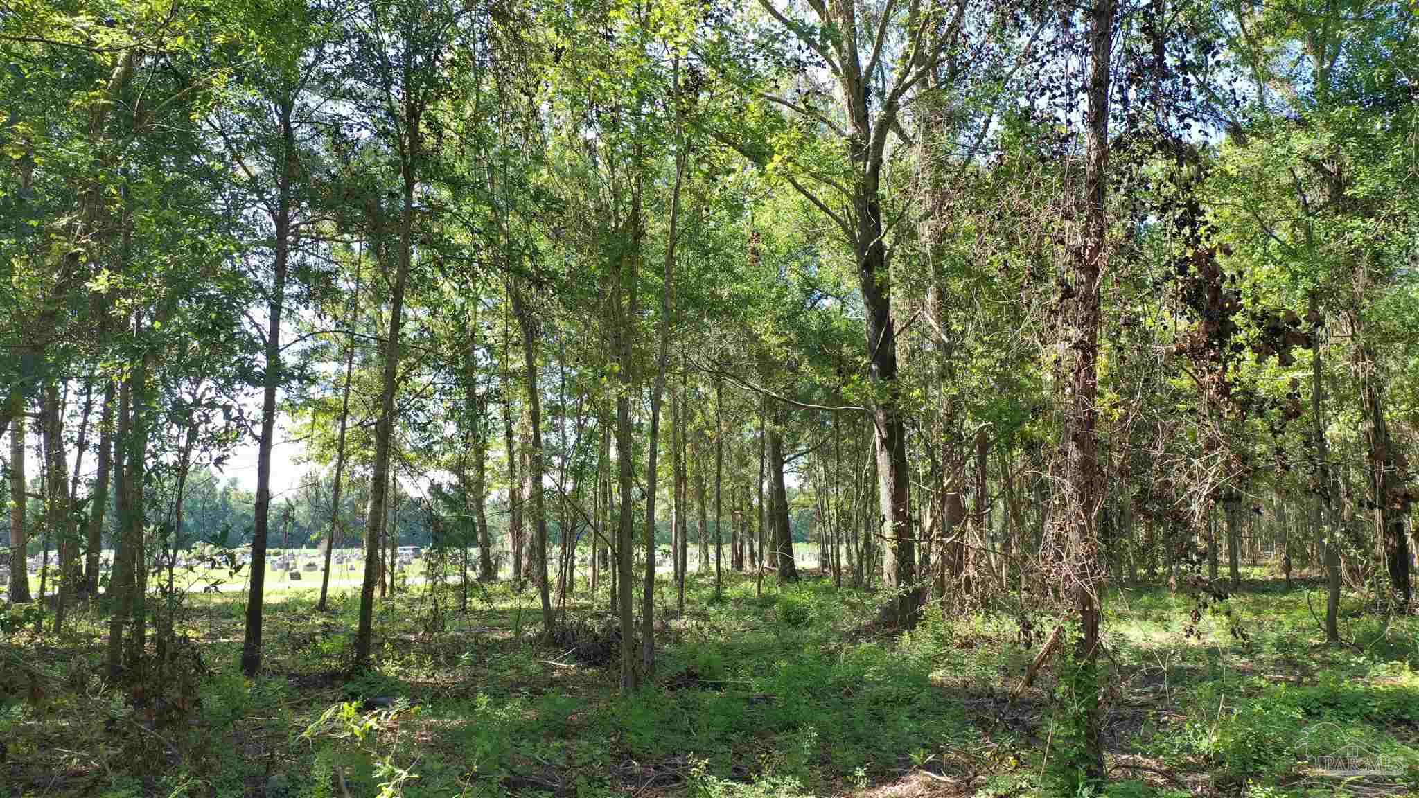 6 Harris Street Atmore, AL 36502 - Photo 8 of 16 a view of yard