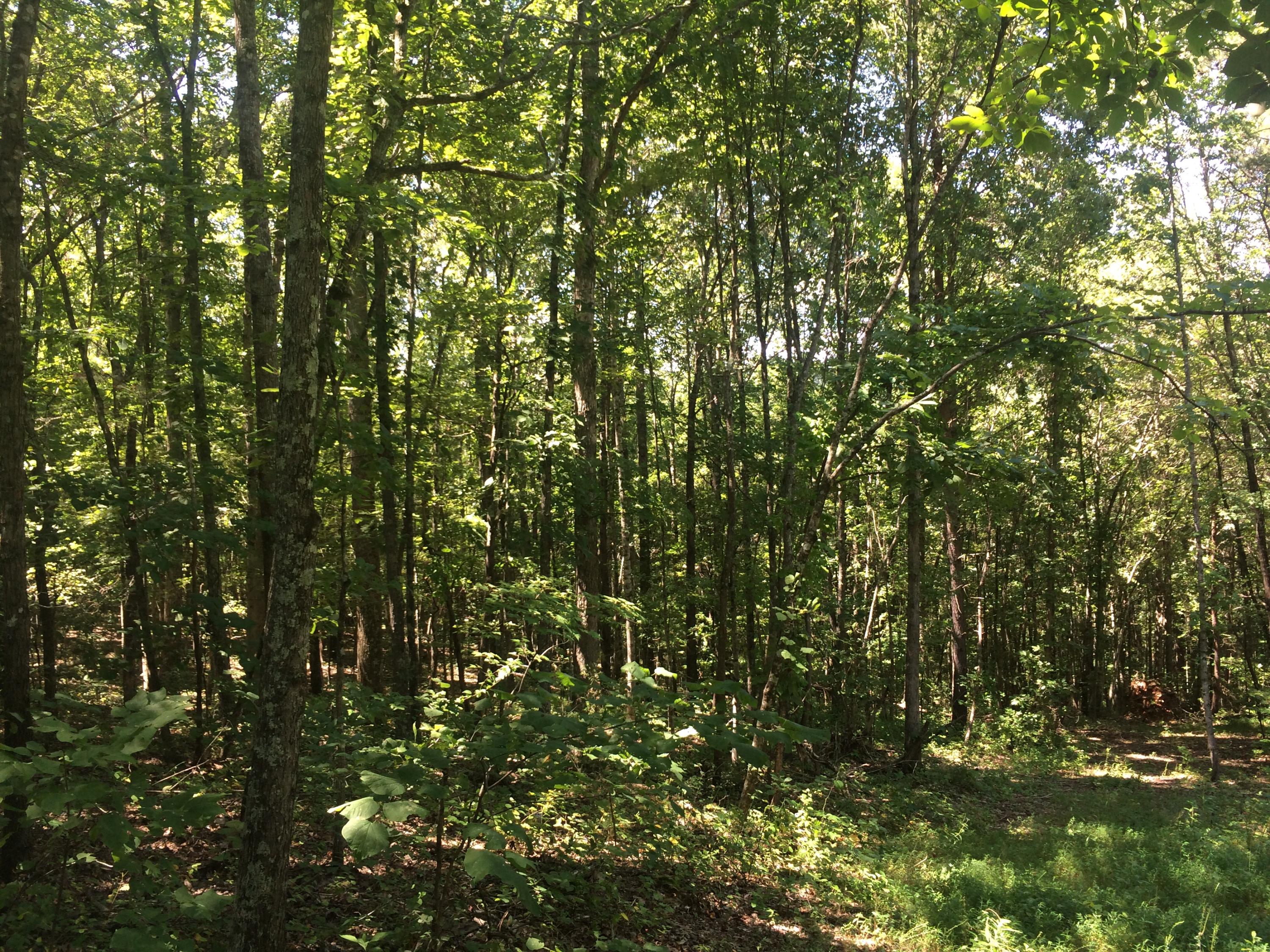 9701 Crisman Road Heiskell, TN 37754 - Photo 6 of 9 image