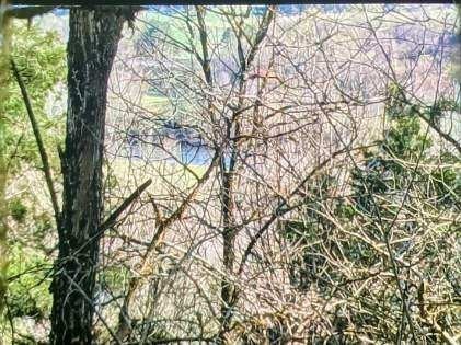 0 Club Springs Road Elmwood, TN 38560 - Photo 16 of 17