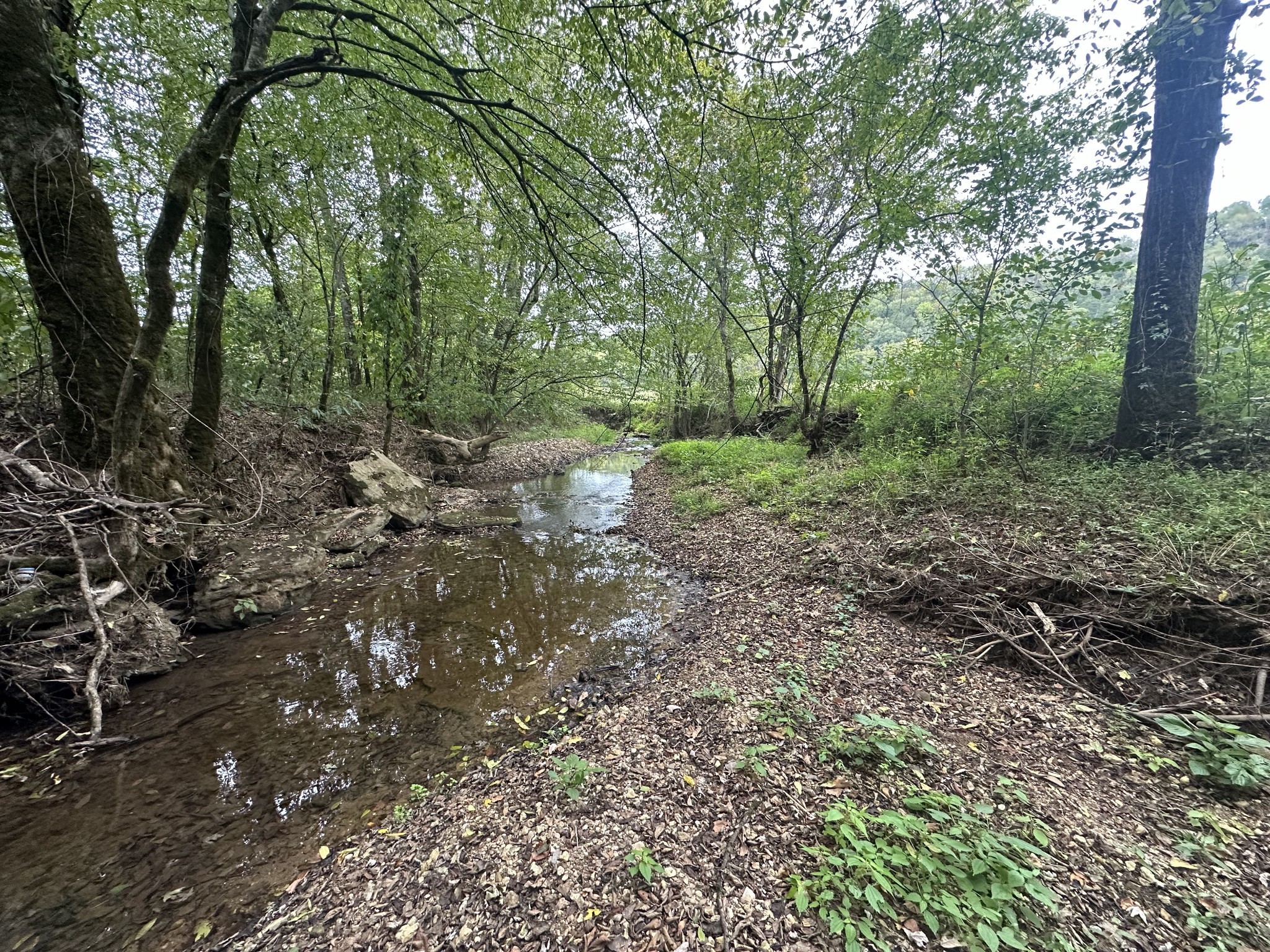 0 Club Springs Road Elmwood, TN 38560 - Photo 4 of 17 a view of a forest with trees in the background