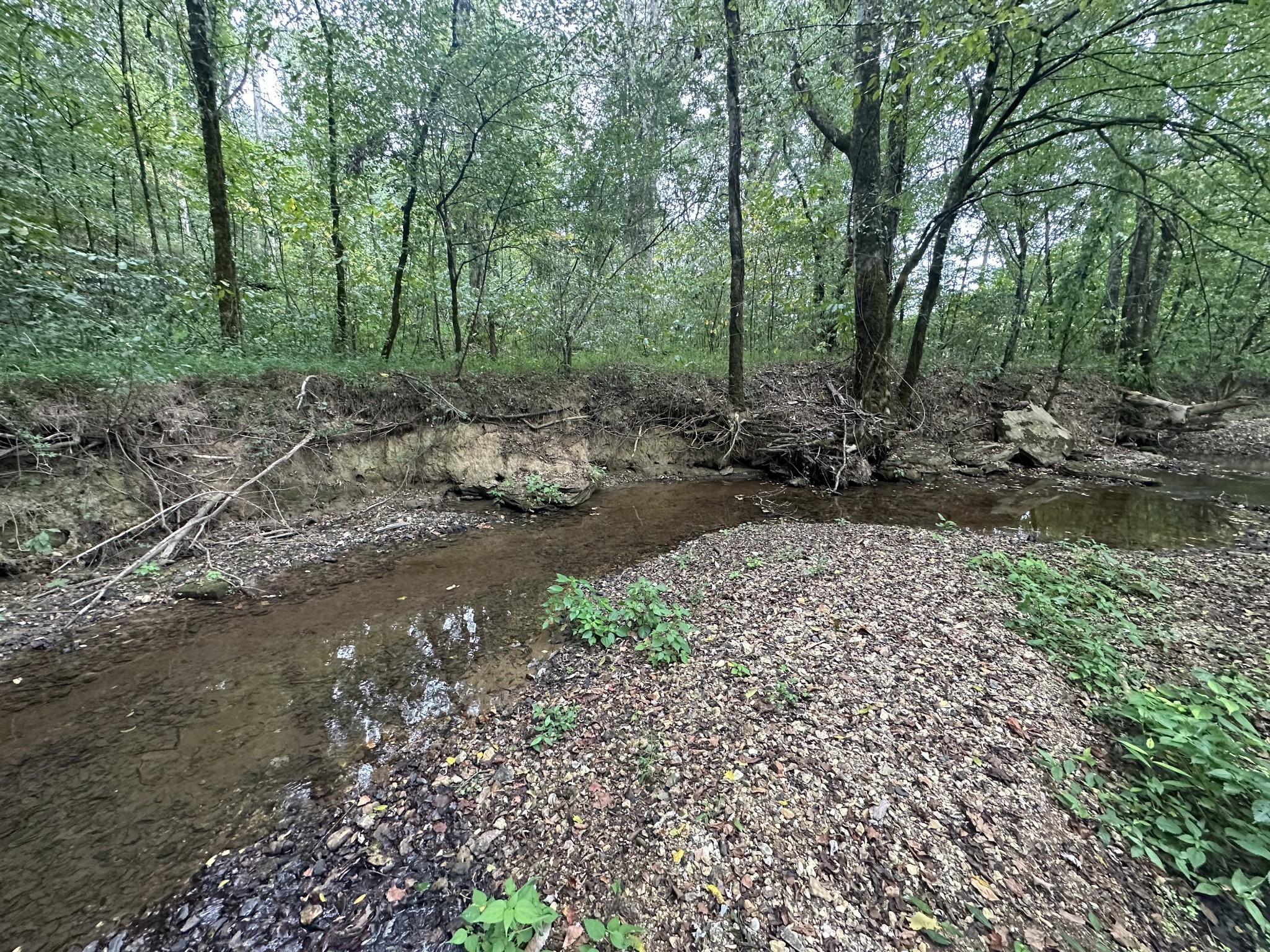 0 Club Springs Road Elmwood, TN 38560 - Photo 5 of 17 a view of a forest with trees