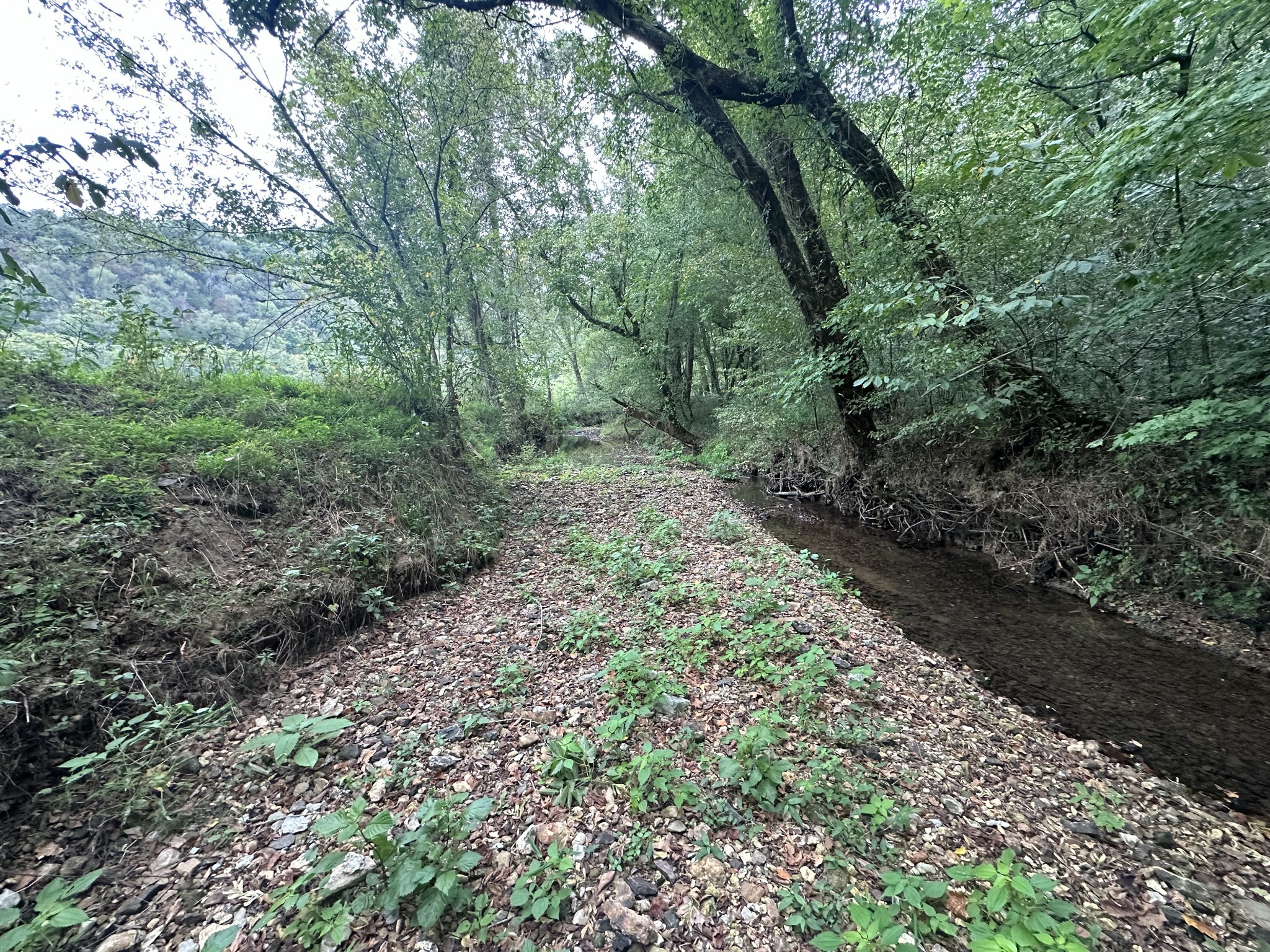 0 Club Springs Road Elmwood, TN 38560 - Photo 6 of 17 a big yard with lots of green space and deers