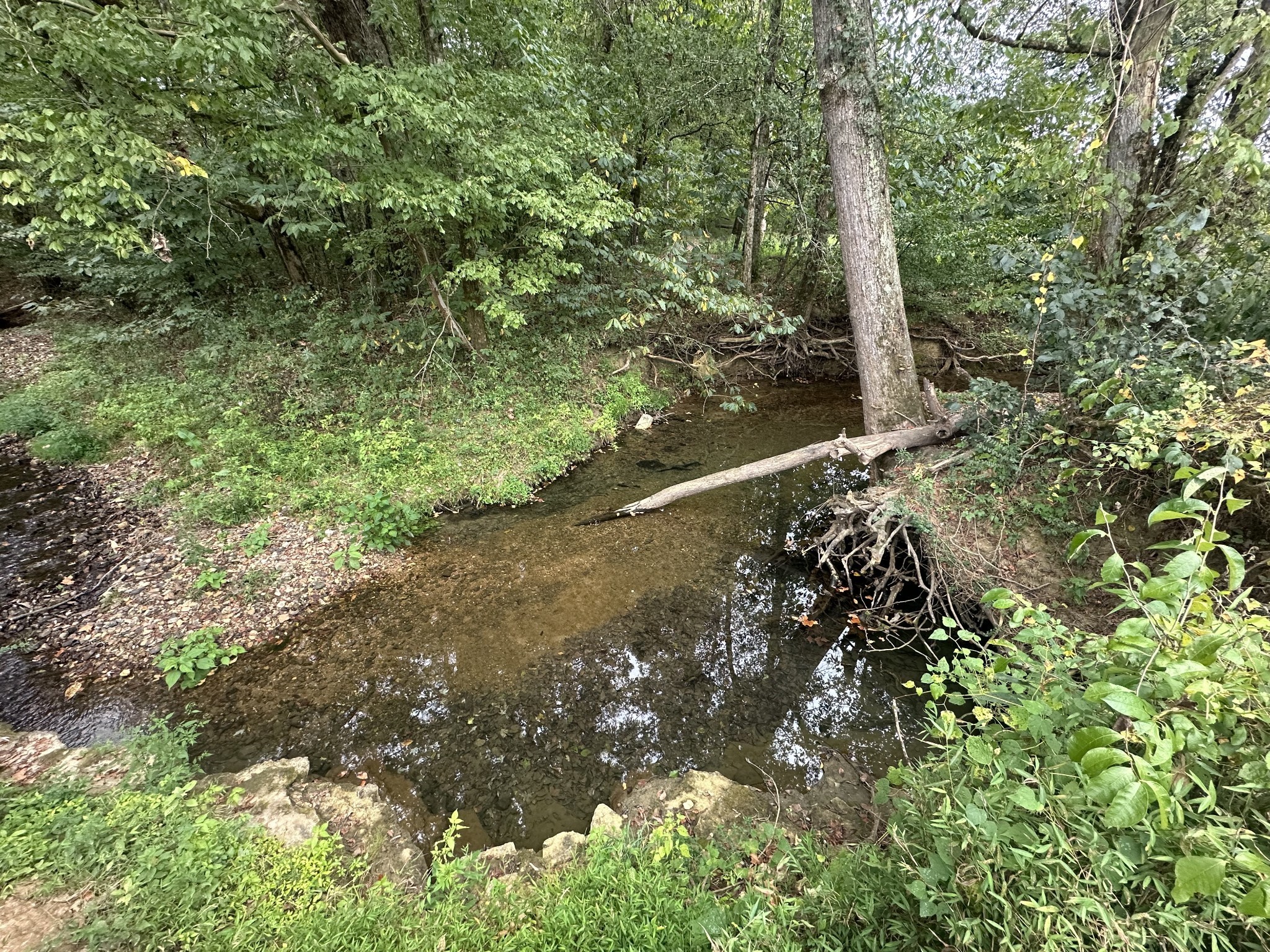 0 Club Springs Road Elmwood, TN 38560 - Photo 7 of 17 a view of a forest with a tree