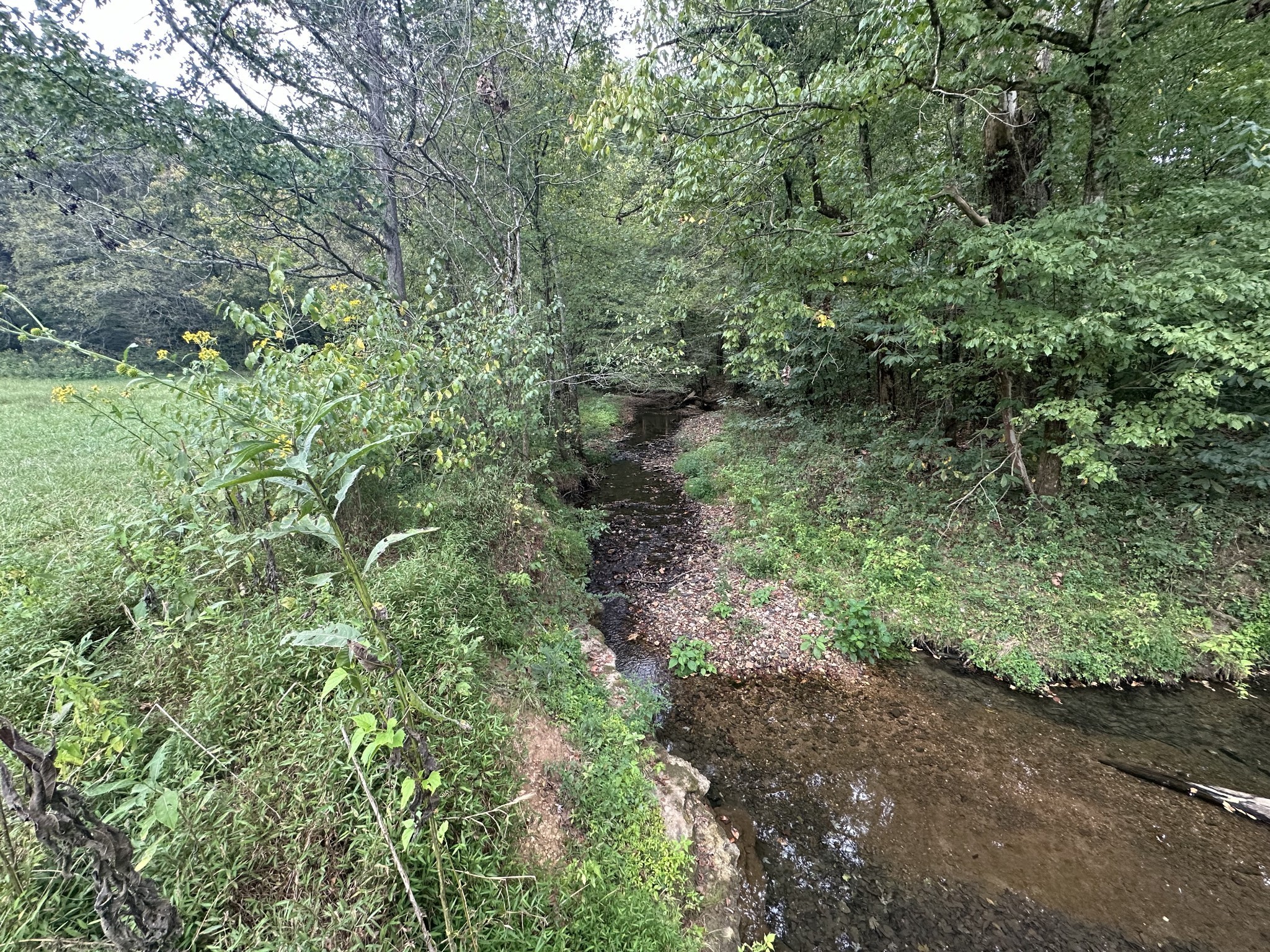 0 Club Springs Road Elmwood, TN 38560 - Photo 8 of 17 a view of a forest with a tree