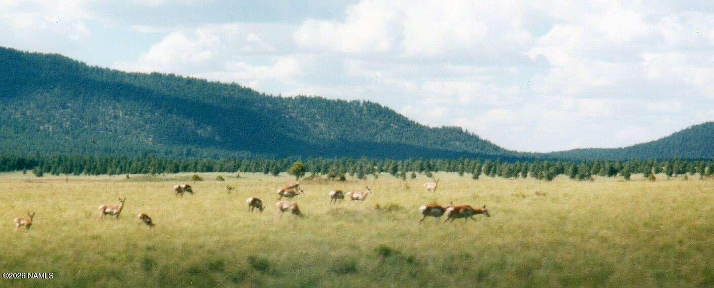 13881 Wild Bill Road Parks, AZ 86018 - Photo 76 of 80 Veros.76