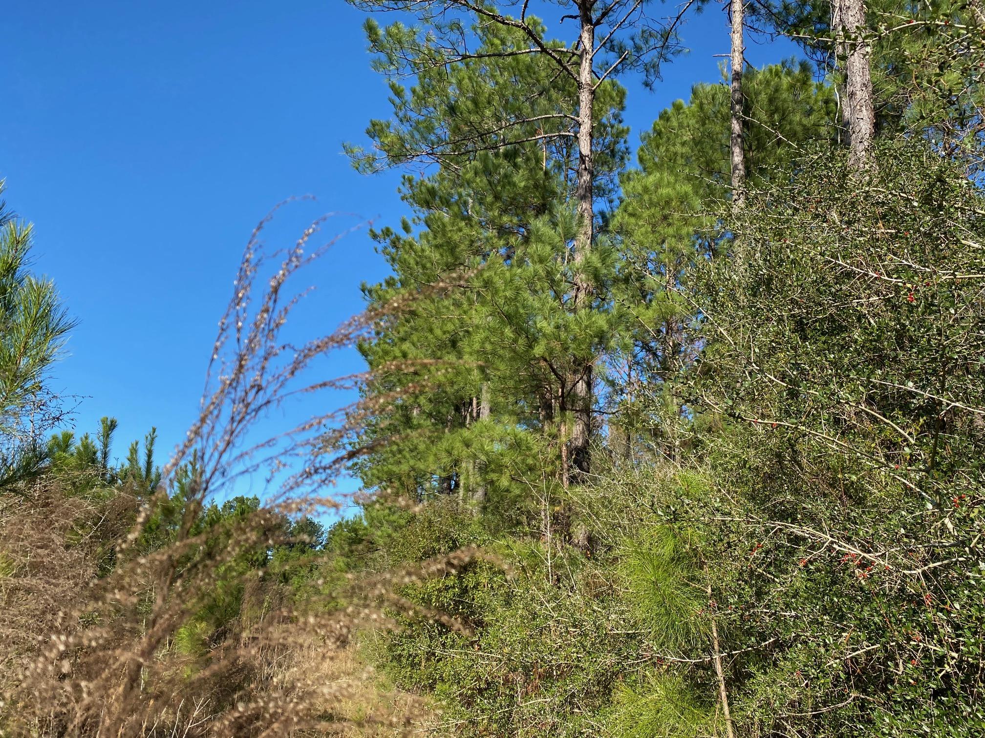 16.9-ac Creston Barrow Road Baker, FL 32531 - Photo 11 of 13