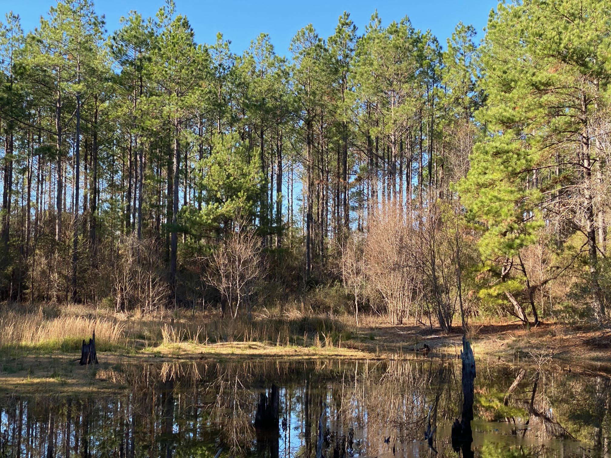 16.9-ac Creston Barrow Road Baker, FL 32531 - Photo 6 of 13 a backyard of a house with lots of green space