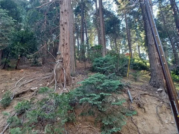 a view of a forest that has large trees