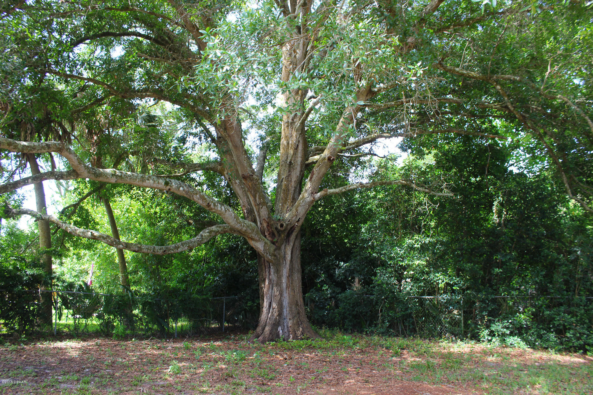 342 McIntosh Road Ormond Beach, FL 32174 - Photo 6 of 21 BackYard03
