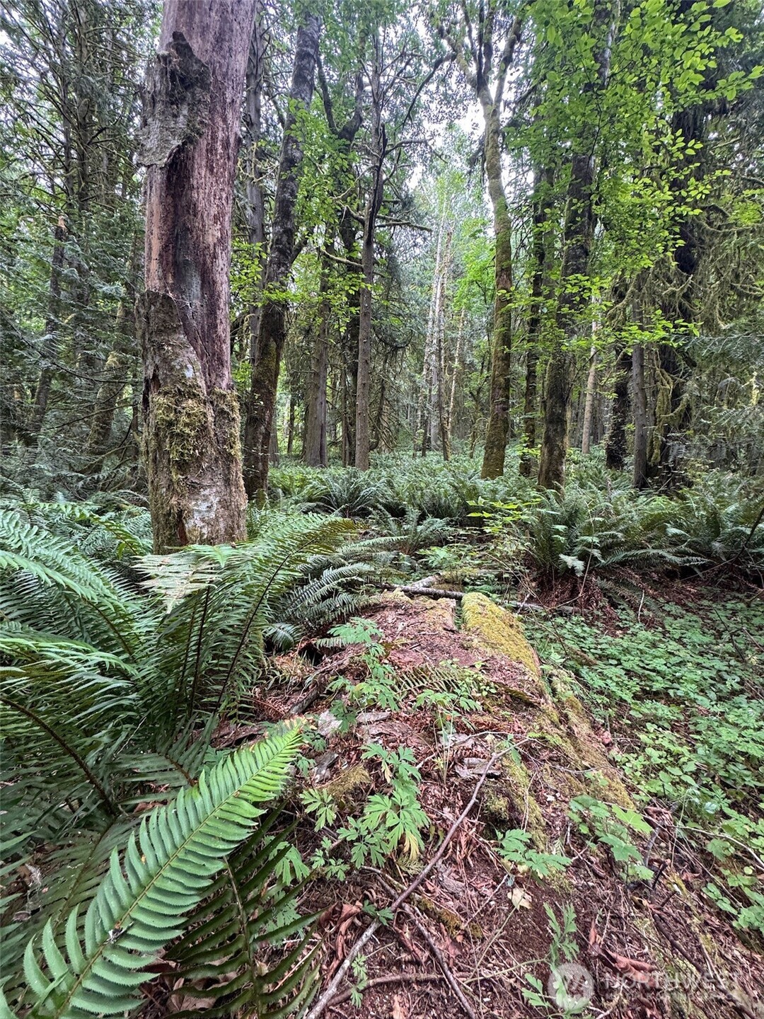 0 Nels Nelson Road Northwest Bremerton, WA 98311 - Photo 8 of 22