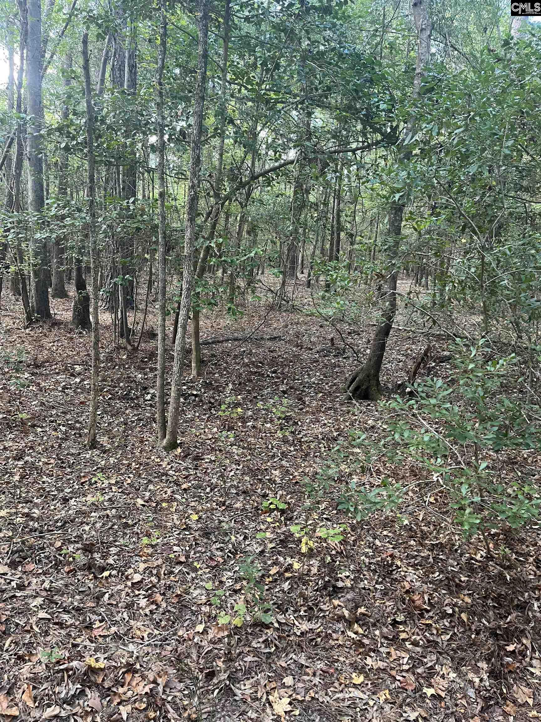 Tbd Festival Trail Road Salley, SC 29137 - Photo 12 of 12