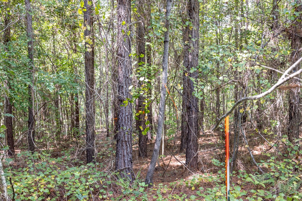 Lot 301 Winfree Road Hamilton, GA 31811 - Photo 8 of 12 Gallery Image 8