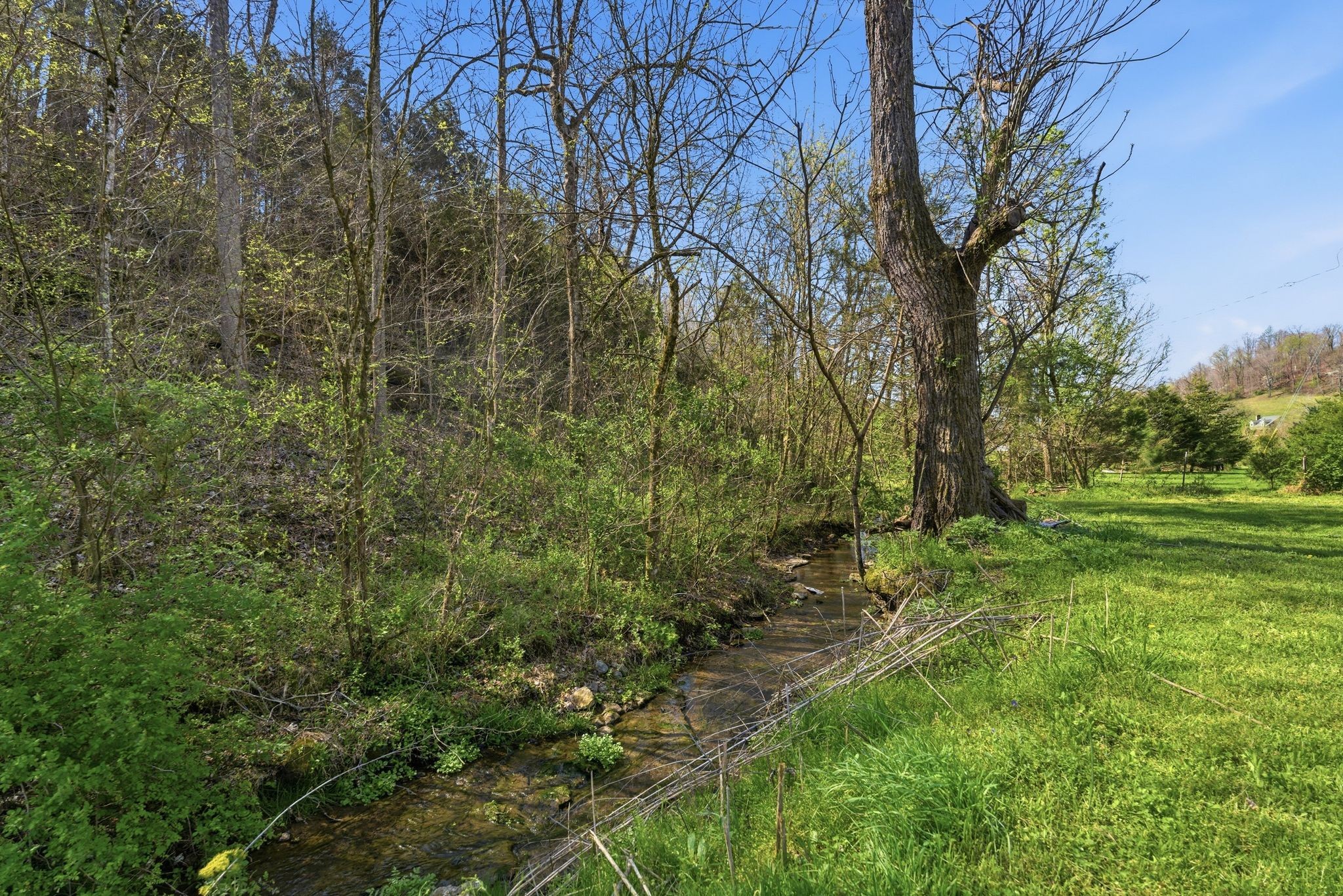 2635 McBrides Branch Road Beechgrove, TN 37018 - Photo 40 of 48 a view of a forest with trees